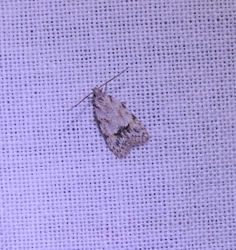 Réf. 325 579 : Symmoca signatella